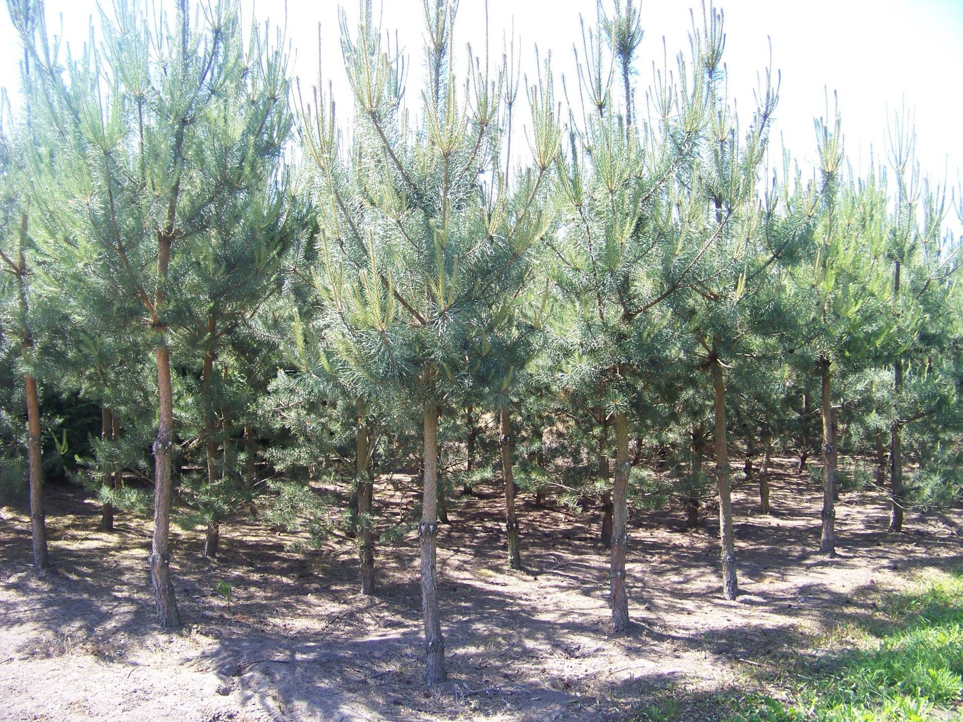 Pinus sylvestris_05